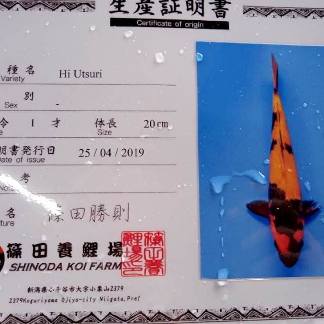 Hi utsuri shinoda farm