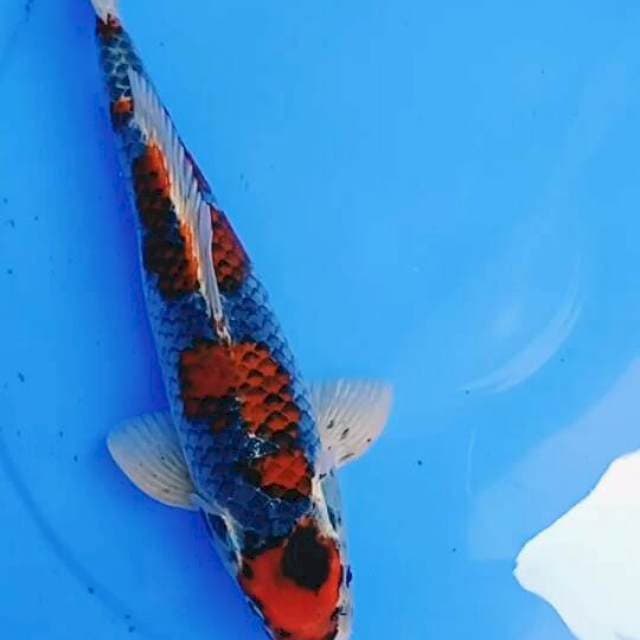 Goshiki Garang 33cm