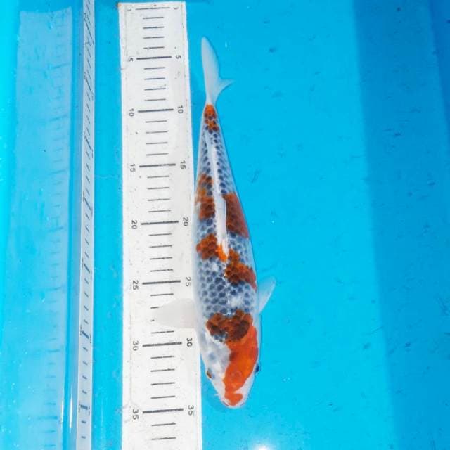 Goshiki 30 cm
