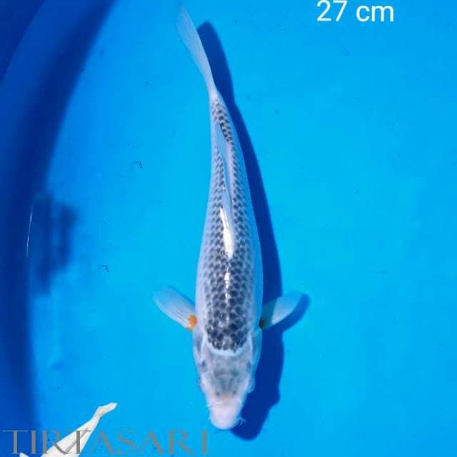 Motoaka Jantan 27 cm