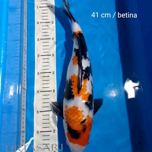 Betina 41 cm