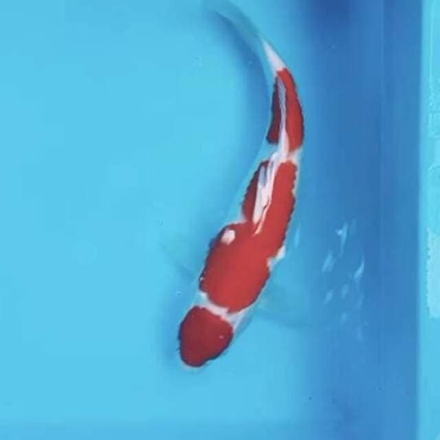 kohaku 35bu calon jumbo super
