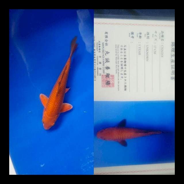 Chagoi import marusei