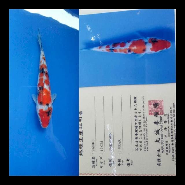 Sanke import marusei