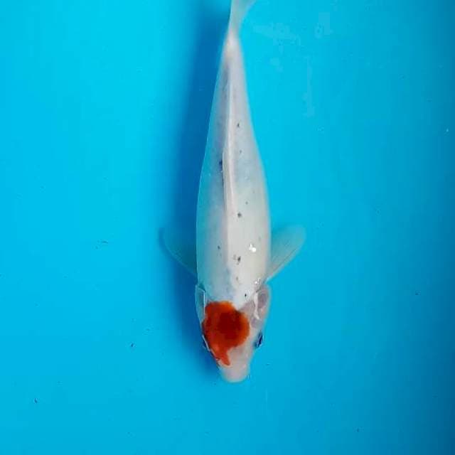 Tancho goshiki 28cm