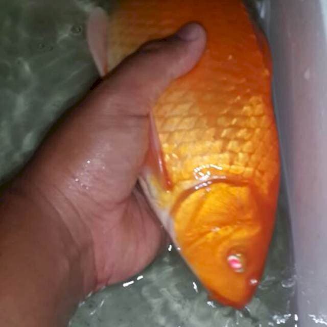 red karasi mata merah 40 cm