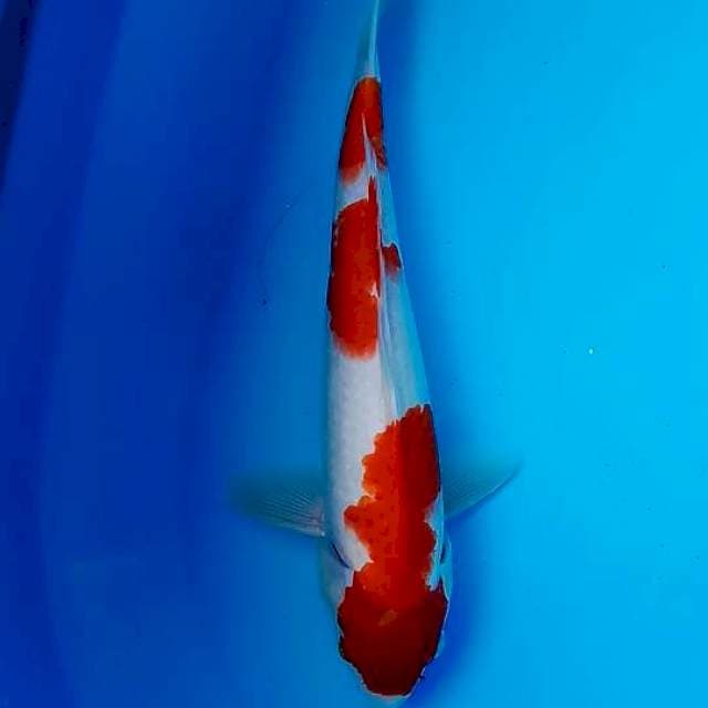 Kohaku 30cm 