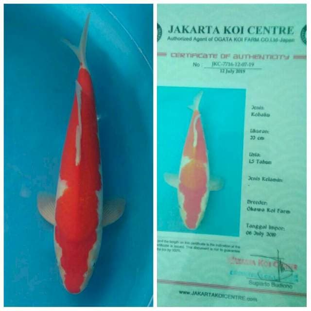 Okawa Kohaku...