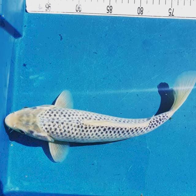 Asagi 35cm