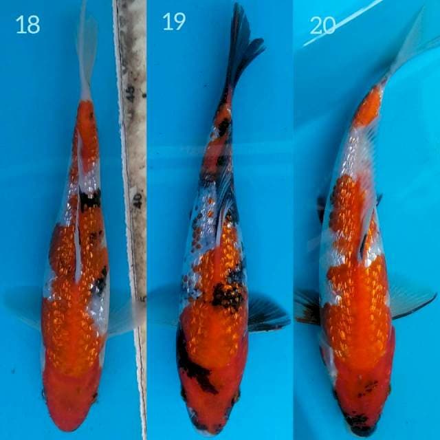 Paket 3 ShoGin Mini