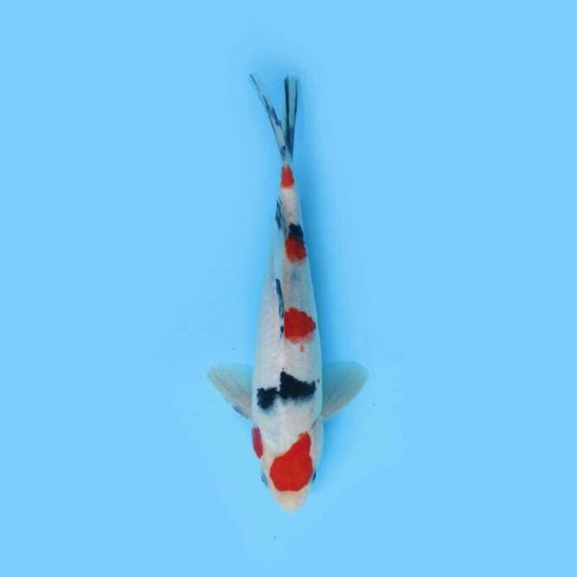 BKS ( SANKE 21 CM )