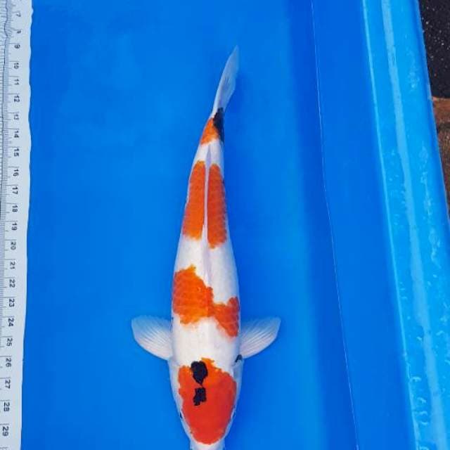 KINDAI SHOWA 54CM