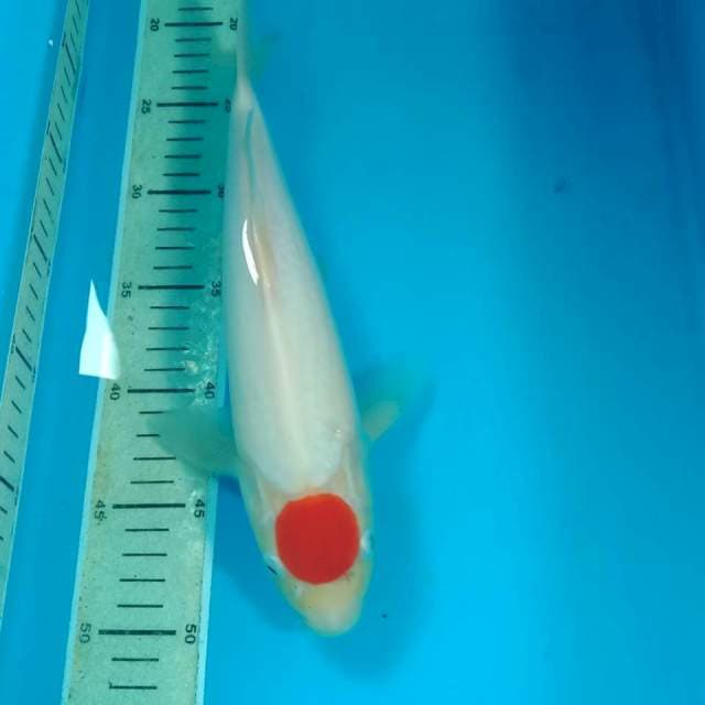 Tancho Jantan 30 cm