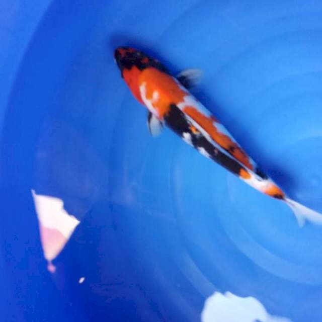 MALE  39 CM