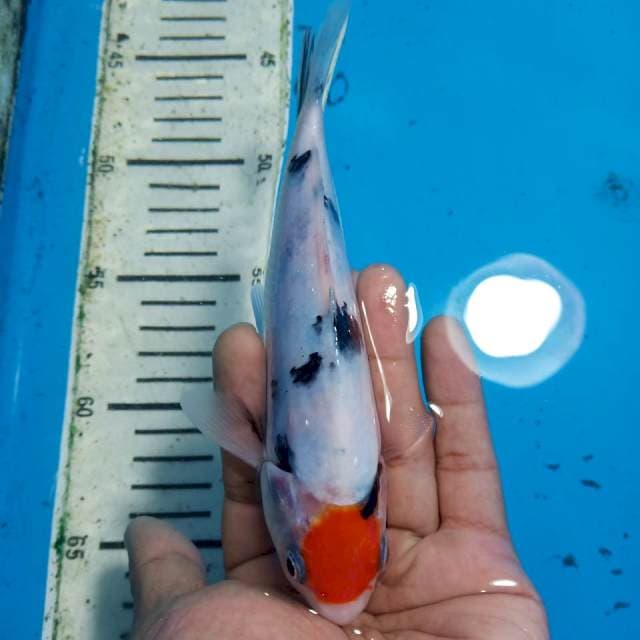 Tancho sanke 22 cm