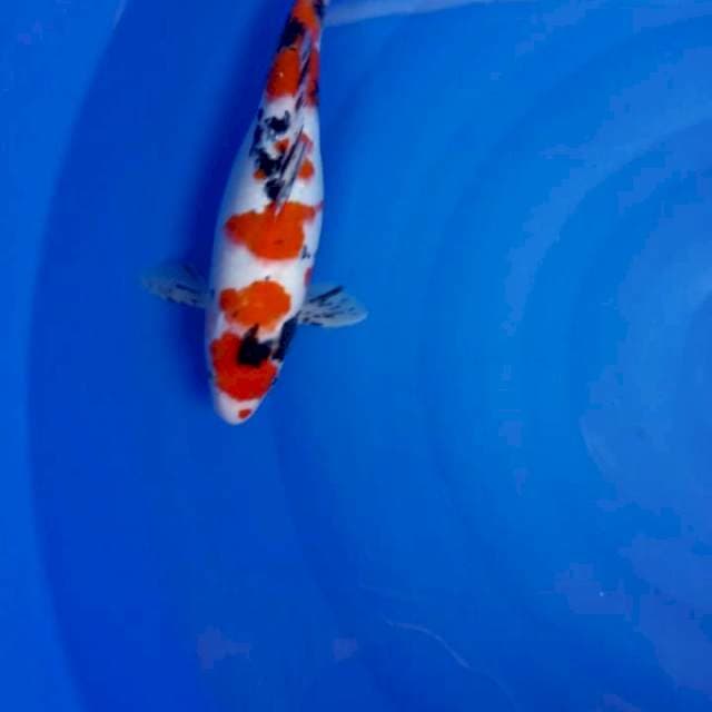 Showa showemox 36 cm