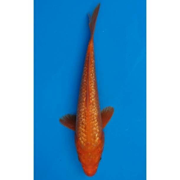 Orenji Ginrin F1