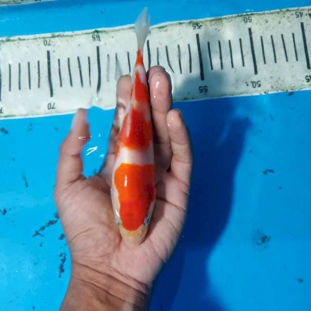Kohaku 15 cm