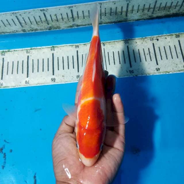 Kohaku 25cm