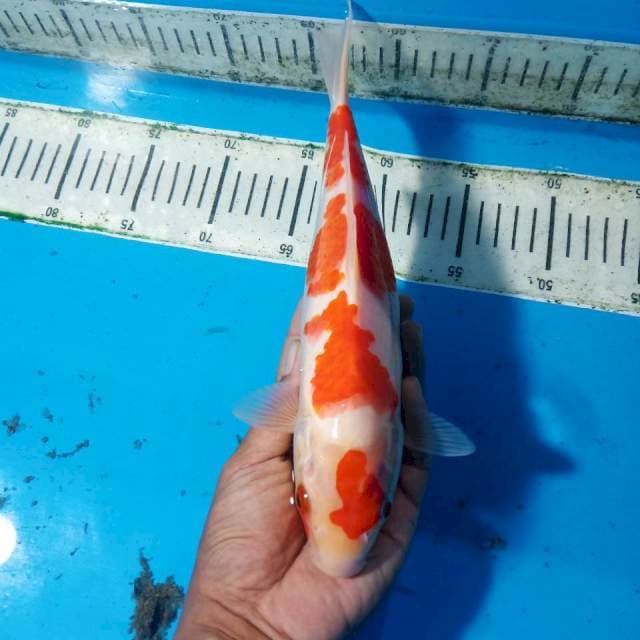 Kohaku 27cm