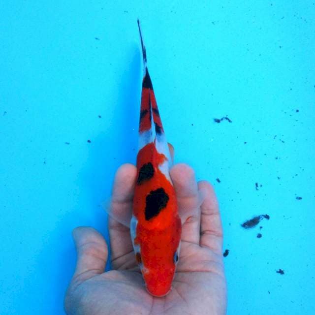 KASANESUMI SANKE 20cm