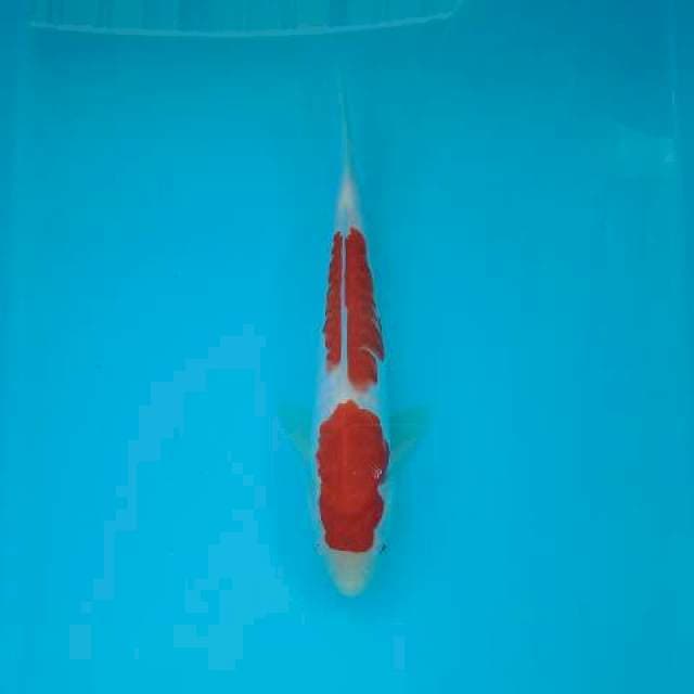 KOHAKU 23 CM