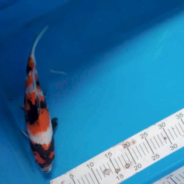 Showa maruten 33cm