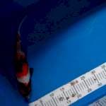 Showa maruten 33cm