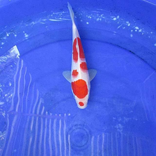 Kohaku josss ±22cm