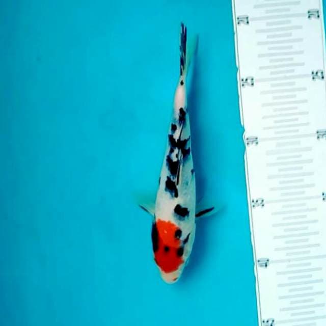 Tancho ORI*20cm