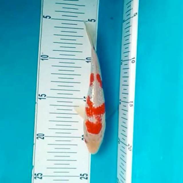 Full ginrin*17cm