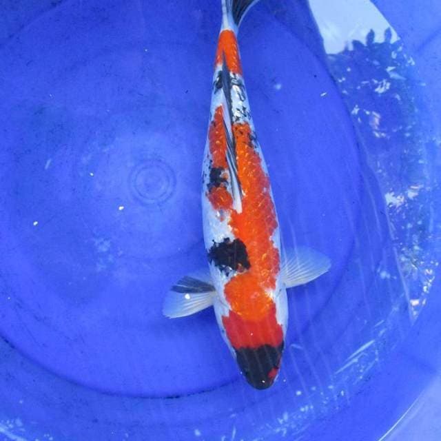 Showa ginrin ±42cm