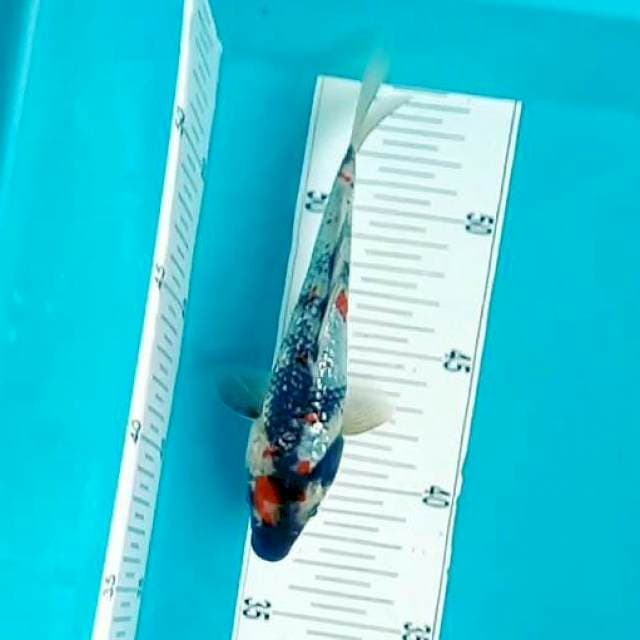 Ginrin Showa*18cm