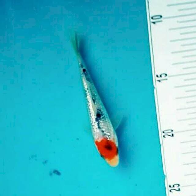 ORI Tancho ginrin*12cm