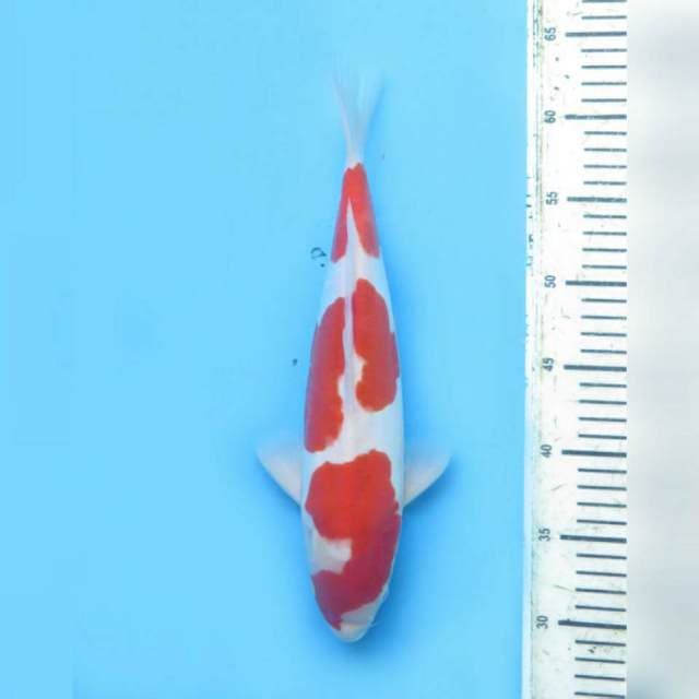 37cm male , Red Kohaku Doitsu