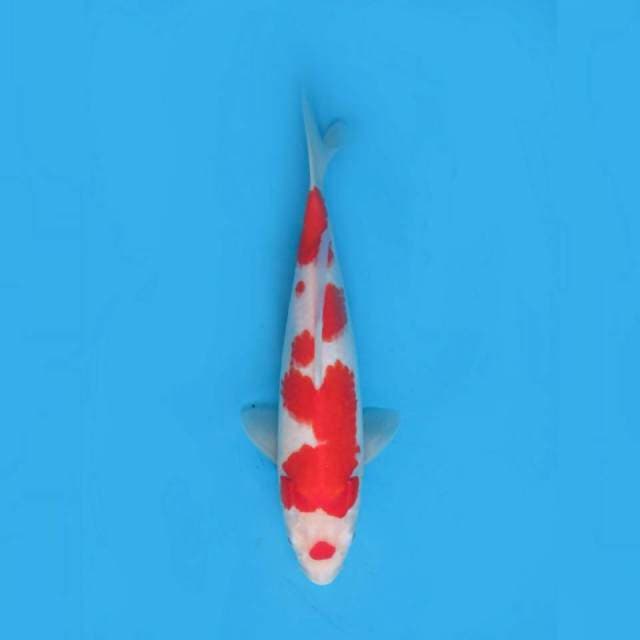 34cm fml , Red Kohaku Halus 