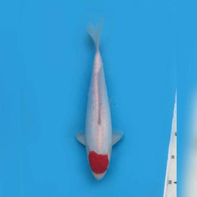 32cm fml , Tancho Kohaku Bulky 