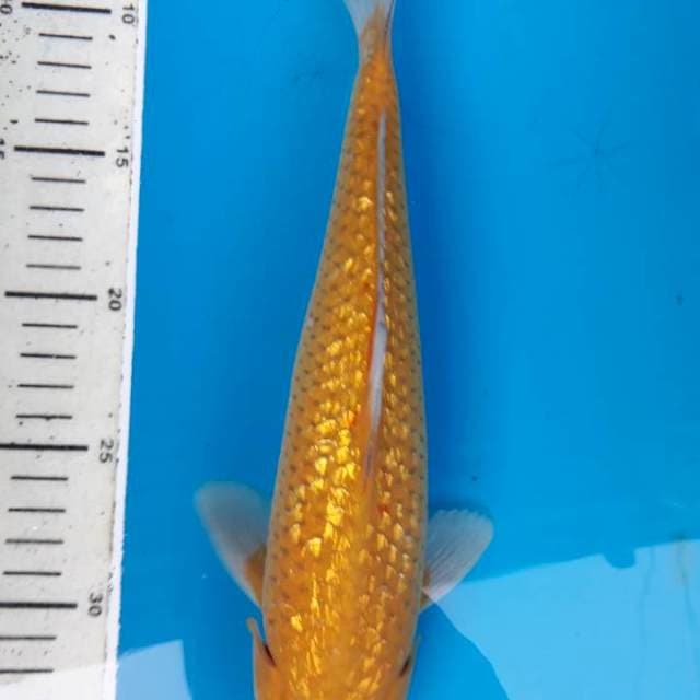 Ginrin jos 31cm