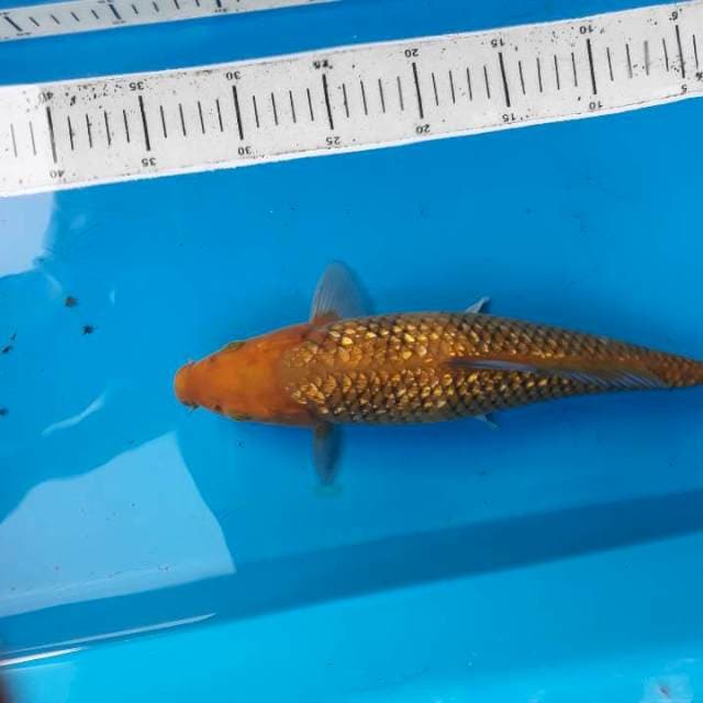 Cagoi ginrin 34cm