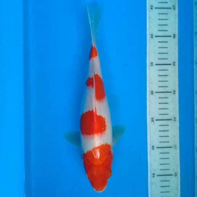 Kohaku 30cn