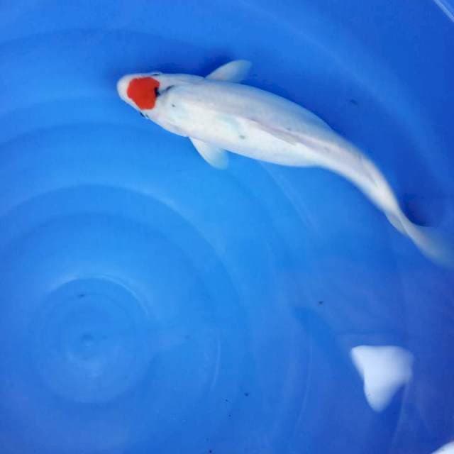 CEBONG 