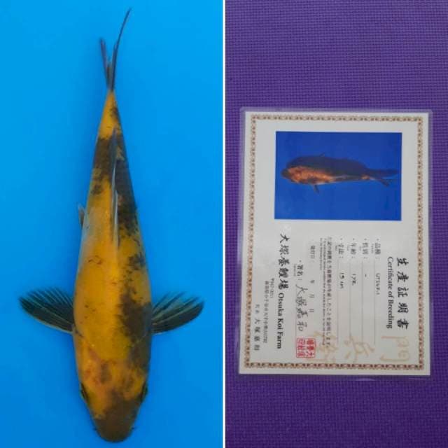 ki utsuri 18cm sertifikat