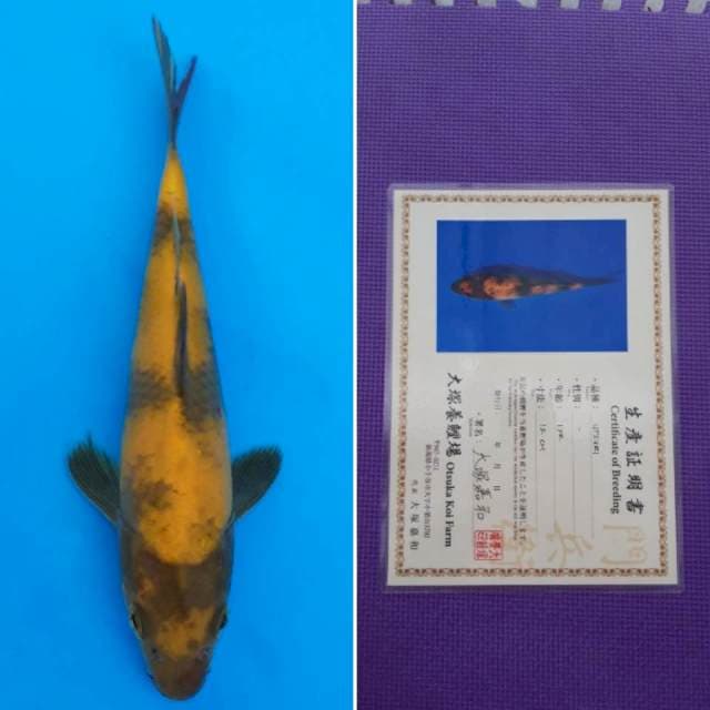 ki utsuri 19cm sertifikat