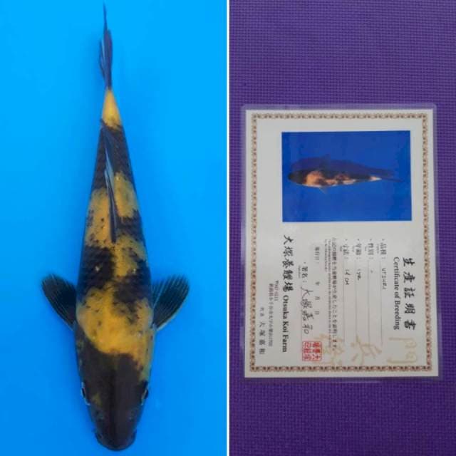 ki utsuri 20cm sertifikat