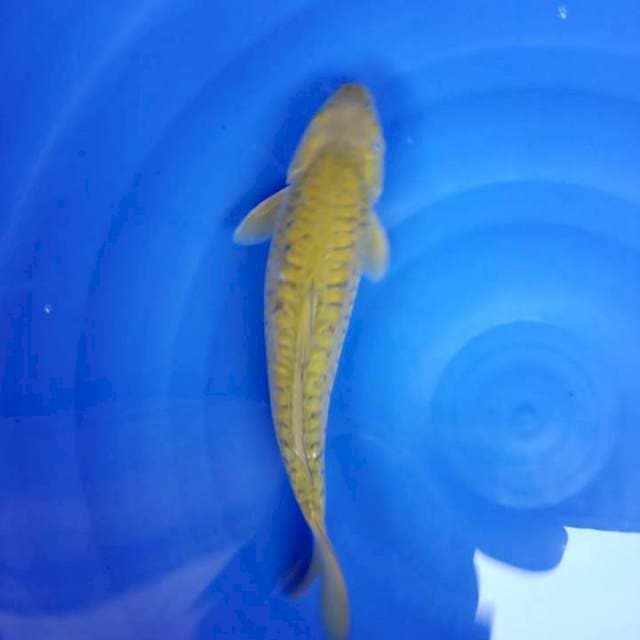 Chagoi