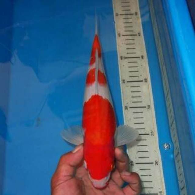 SANDAN KOHAKU RAPI