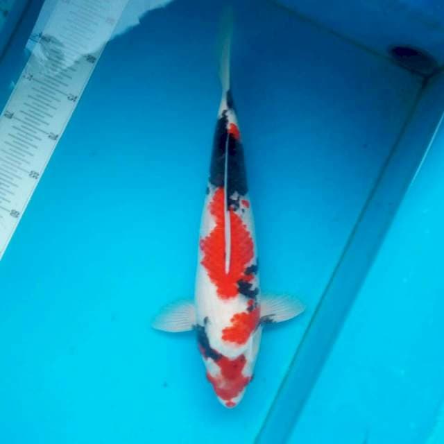 Showa gread A 43cm - female