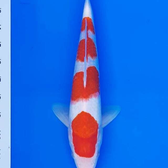 KOHAKU TOP 30CM