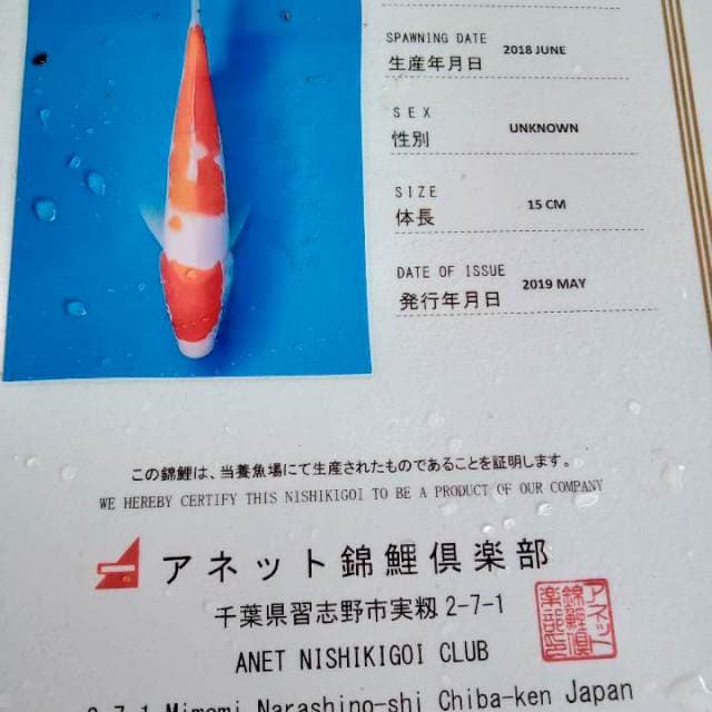 Kohaku import serty anetto