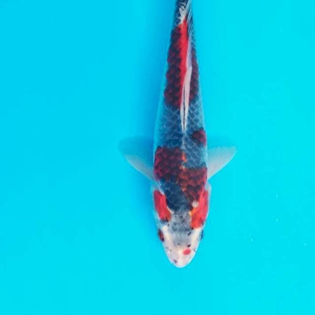 Ghosiki 23 cm